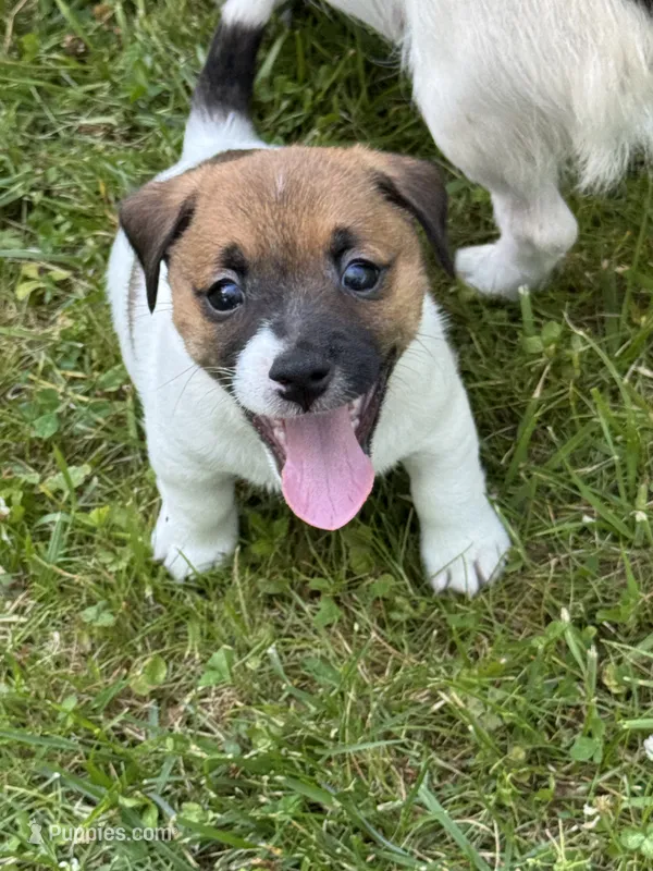 Harley – Jack Russell Terrier puppy for sale in Concord, NC