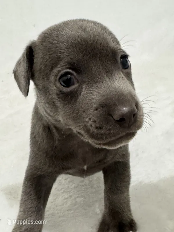 Niles – Jack Russell Terrier puppy for sale in Concord, NC