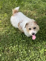 Tori, a female Jack Russell Terrier for sale in Concord, NC – 5 of 5