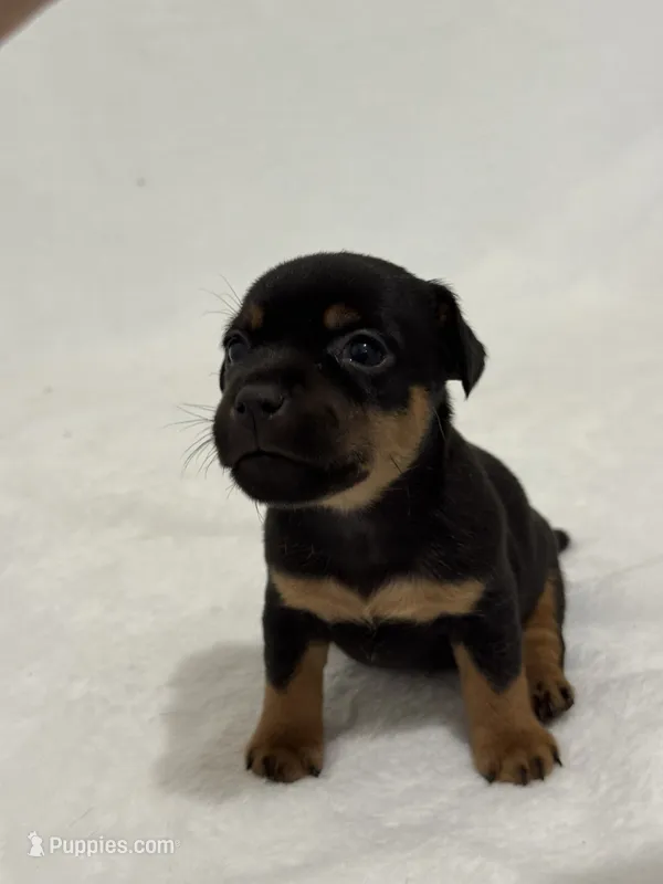 Nessa – Jack Russell Terrier puppy for sale in Concord, NC
