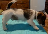 Baxter, a male Jack Russell Terrier for sale in Concord, NC – 2 of 2