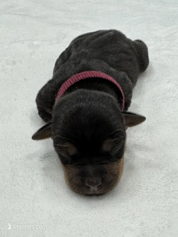 Neva – Jack Russell Terrier puppy for sale in Concord, NC
