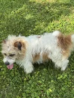 Tori, a female Jack Russell Terrier for sale in Concord, NC – 2 of 5