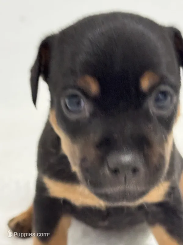 Nessa – Jack Russell Terrier puppy for sale in Concord, NC