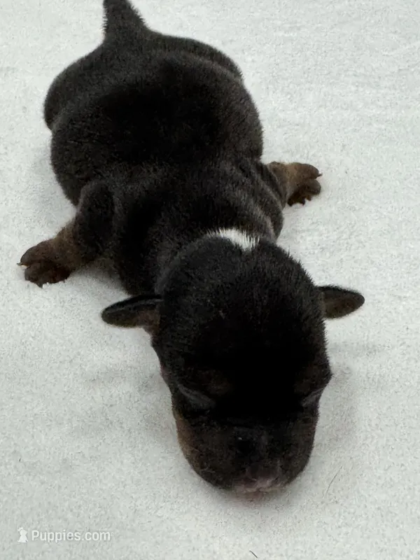 Nicky – Jack Russell Terrier puppy for sale in Concord, NC