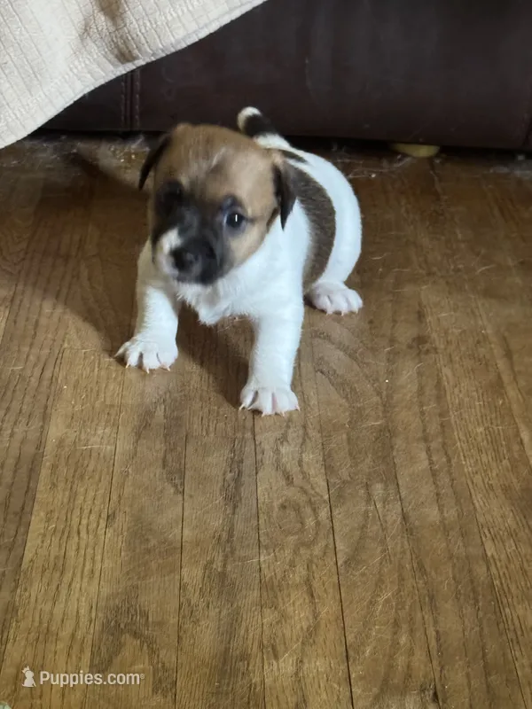 Harley – Jack Russell Terrier puppy for sale in Concord, NC