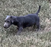 Nash, a male Jack Russell Terrier for sale in Concord, NC – 3 of 8