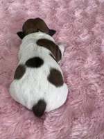 Fia, a female Jack Russell Terrier for sale in Concord, NC – Photo 2 of 2