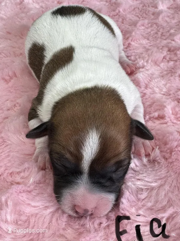 Fia, a female Jack Russell Terrier for sale in Concord, NC – Photo 1 of 2