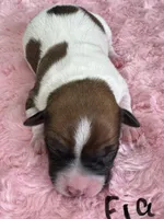 Fia, a female Jack Russell Terrier for sale in Concord, NC – Photo 1 of 2