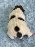 Lorcan, a male Jack Russell Terrier for sale in Concord, NC – Photo 2 of 2