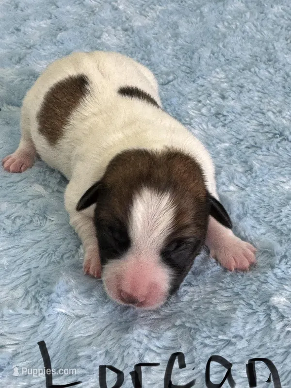 Lorcan – Jack Russell Terrier puppy for sale in Concord, NC
