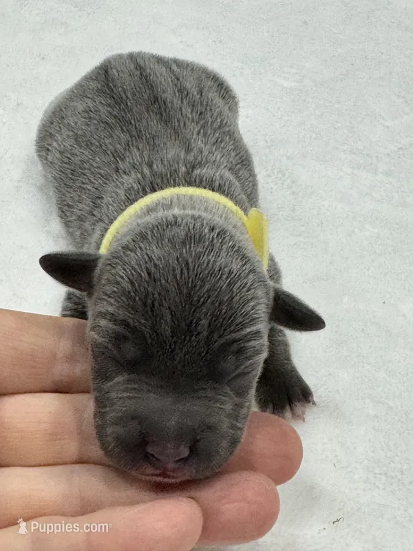 Niles – Jack Russell Terrier puppy for sale in Concord, NC