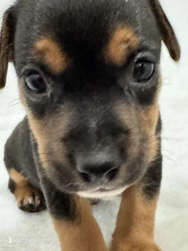 Nicky – Jack Russell Terrier puppy for sale in Concord, NC