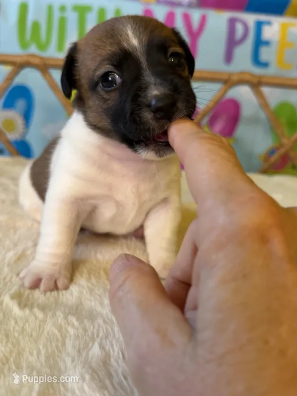 Phelan – Jack Russell Terrier puppy for sale in Concord, NC