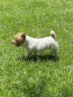 Rowdy, a male Jack Russell Terrier for sale in Concord, NC – Photo 3 of 3