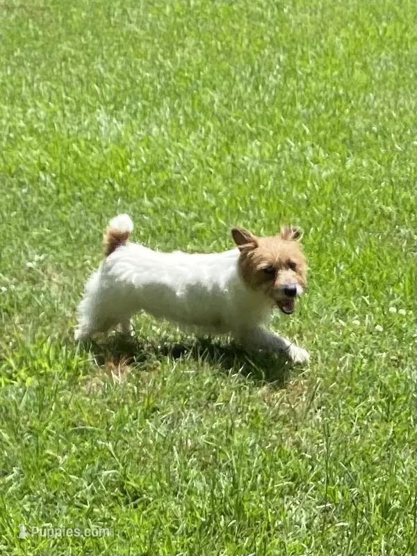 Rowdy, a male Jack Russell Terrier for sale in Concord, NC – Photo 1 of 3