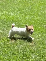 Rowdy, a male Jack Russell Terrier for sale in Concord, NC – Photo 1 of 3