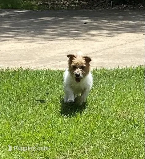 Rowdy – Jack Russell Terrier puppy for sale in Concord, NC