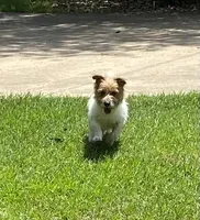 Rowdy, a male Jack Russell Terrier for sale in Concord, NC – Photo 2 of 3