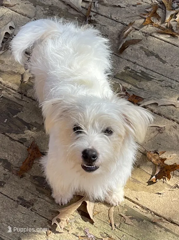 Zesty – Jack Russell Terrier puppy for sale in Concord, NC