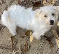 Zesty, a male Jack Russell Terrier for sale in Concord, NC – Photo 3 of 3