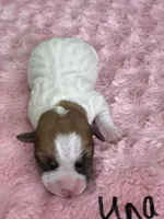 Una, a female Jack Russell Terrier for sale in Concord, NC – Photo 1 of 2