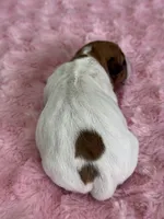 Una, a female Jack Russell Terrier for sale in Concord, NC – Photo 2 of 2