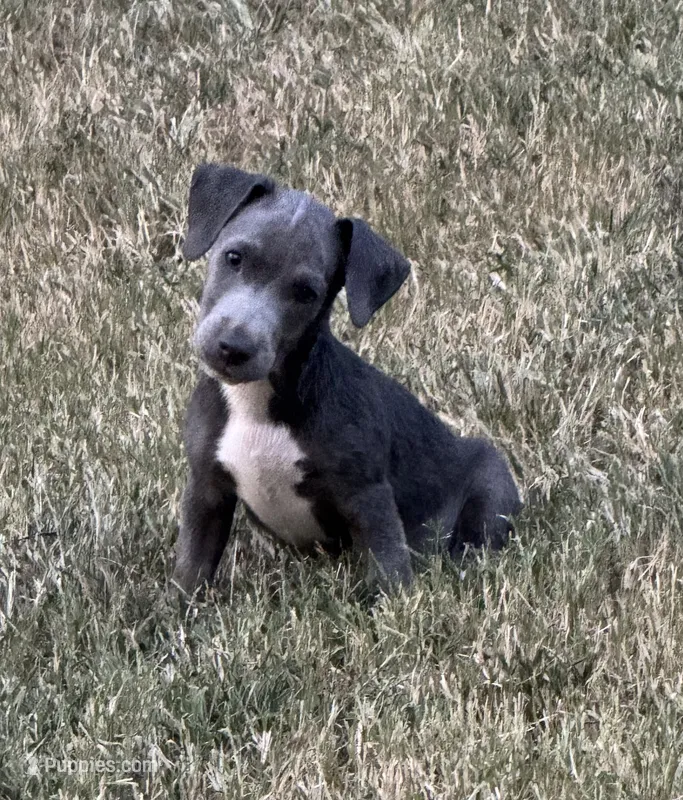 Nash – Jack Russell Terrier puppy for sale in Concord, NC