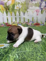 Harley, a male Jack Russell Terrier for sale in Concord, NC – Photo 8 of 8