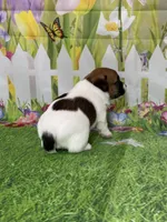 Harley, a male Jack Russell Terrier for sale in Concord, NC – Photo 3 of 8