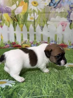 Harley, a male Jack Russell Terrier for sale in Concord, NC – Photo 7 of 8