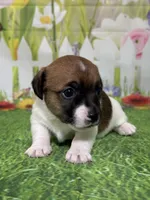 Harley, a male Jack Russell Terrier for sale in Concord, NC – Photo 4 of 8