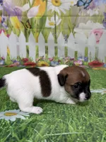 Harley, a male Jack Russell Terrier for sale in Concord, NC – Photo 6 of 8