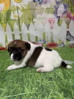 Harley, a male Jack Russell Terrier for sale in Concord, NC – Photo 5 of 8