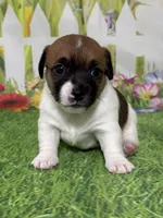 Harley, a male Jack Russell Terrier for sale in Concord, NC – Photo 1 of 8