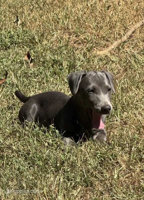 Nelson – Jack Russell Terrier puppy for sale in Concord, NC