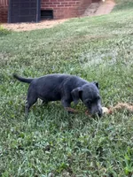 Nash, a male Jack Russell Terrier for sale in Concord, NC – 7 of 8