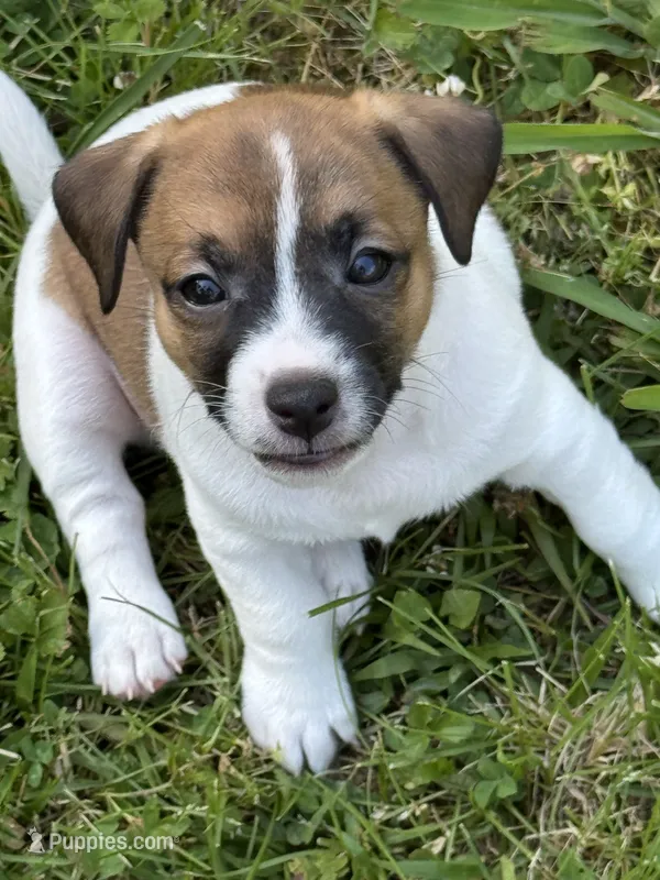 Holden – Jack Russell Terrier puppy for sale in Concord, NC