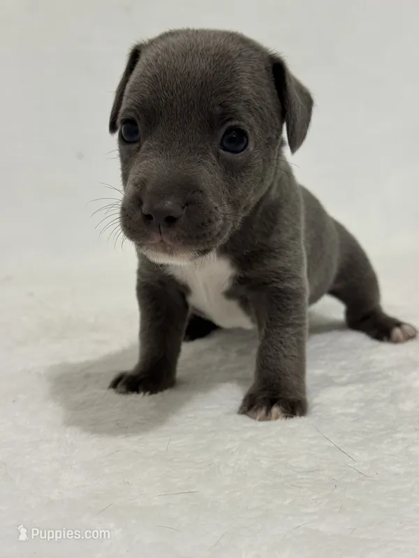 Nash – Jack Russell Terrier puppy for sale in Concord, NC