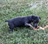 Nash, a male Jack Russell Terrier for sale in Concord, NC – 5 of 8