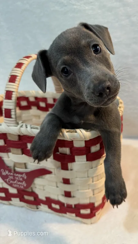 Nelson – Jack Russell Terrier puppy for sale in Concord, NC