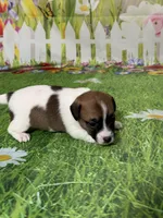 Holden, a male Jack Russell Terrier for sale in Concord, NC – Photo 6 of 8