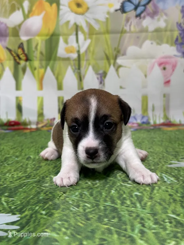 Holden – Jack Russell Terrier puppy for sale in Concord, NC