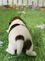 Holden, a male Jack Russell Terrier for sale in Concord, NC – Photo 7 of 8