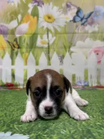 Holden, a male Jack Russell Terrier for sale in Concord, NC – Photo 2 of 8