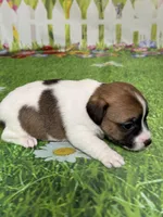 Holden, a male Jack Russell Terrier for sale in Concord, NC – Photo 3 of 8