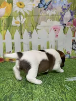 Holden, a male Jack Russell Terrier for sale in Concord, NC – Photo 5 of 8