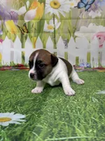 Holden, a male Jack Russell Terrier for sale in Concord, NC – Photo 8 of 8