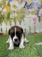 Holden, a male Jack Russell Terrier for sale in Concord, NC – Photo 4 of 8